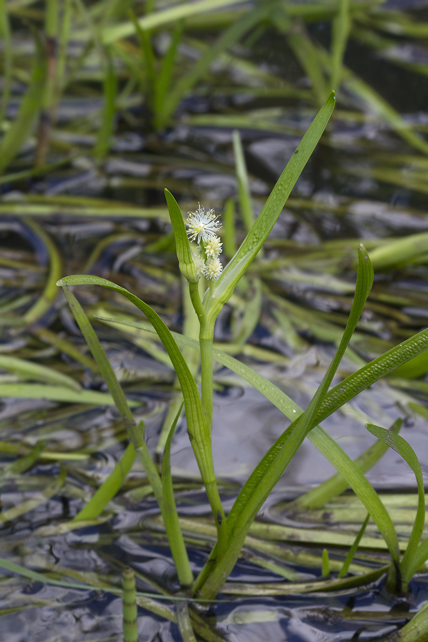 Image of Sparganium hyperboreum specimen.