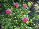 Callistephus chinensis