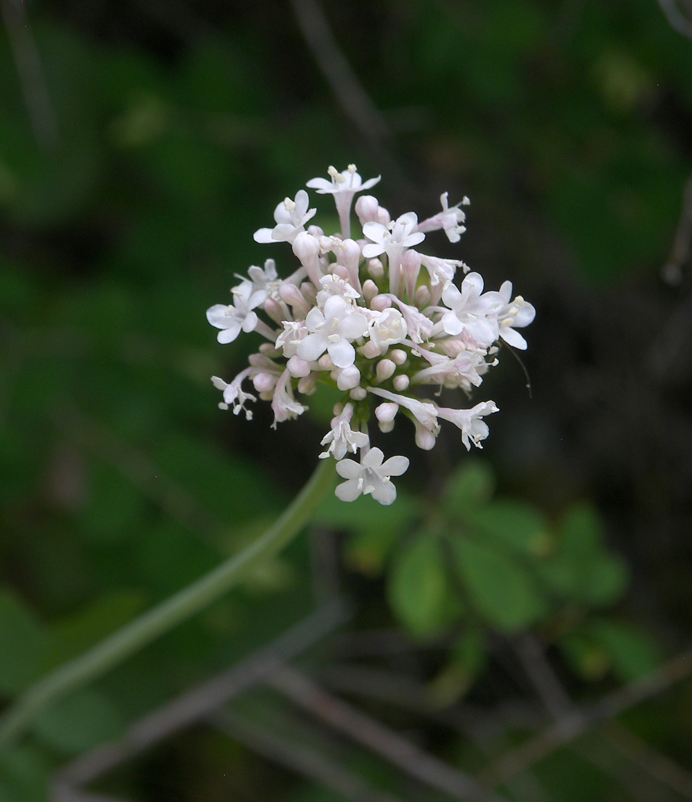 Image of Valeriana sisymbriifolia specimen.