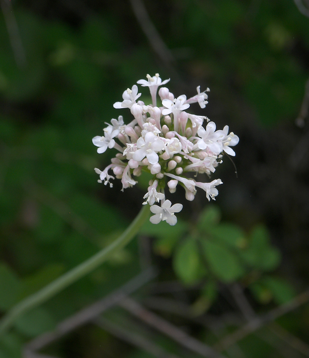 Изображение особи Valeriana sisymbriifolia.