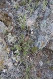 genus Pulsatilla