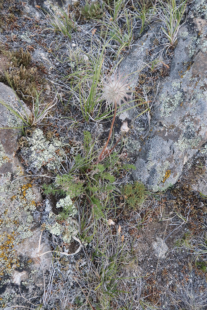 Image of genus Pulsatilla specimen.