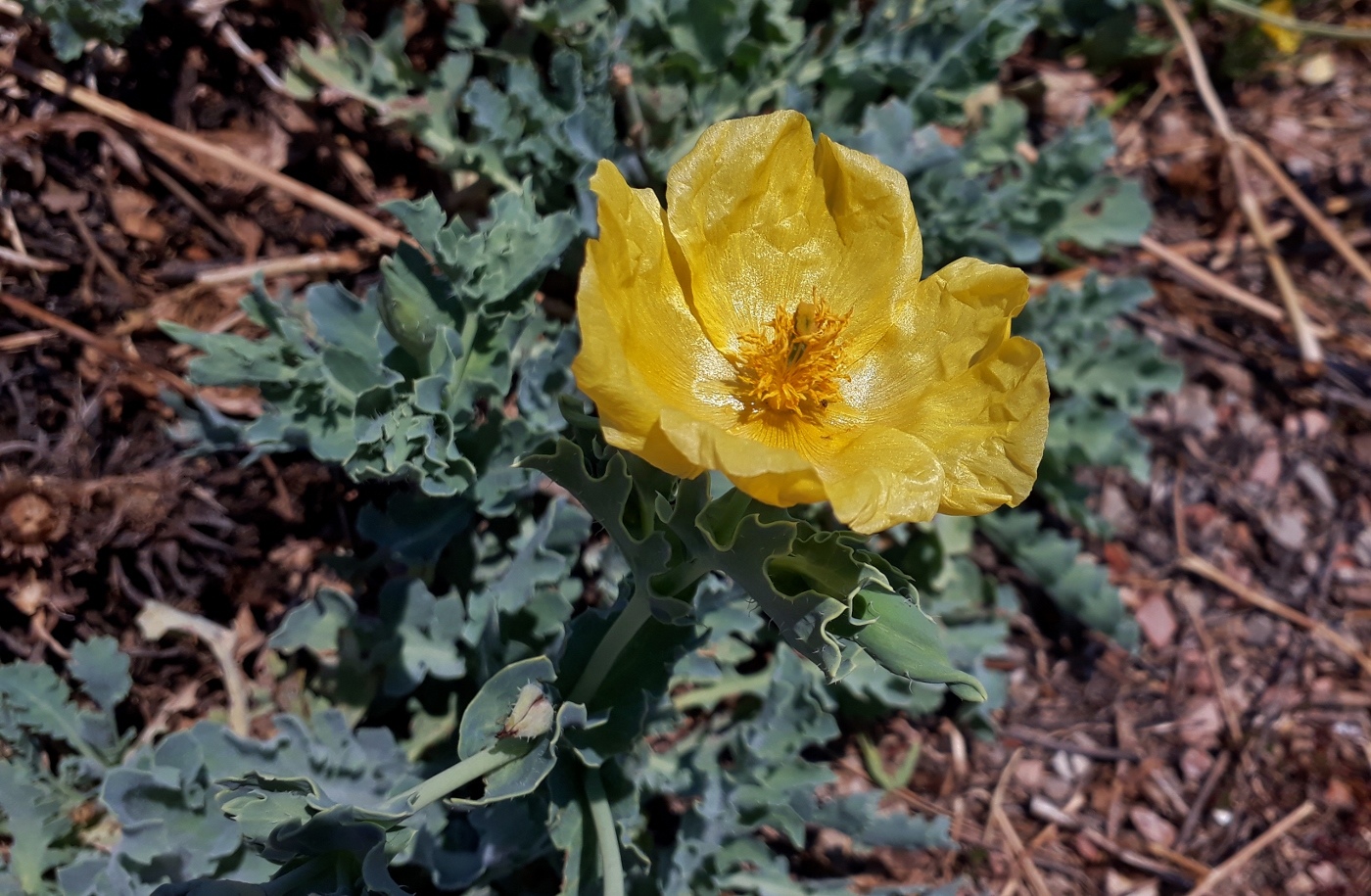 Изображение особи Glaucium flavum.