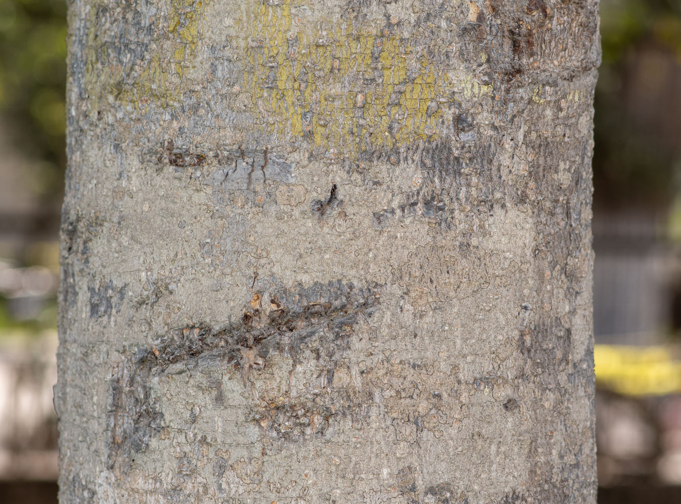 Image of Mammea americana specimen.