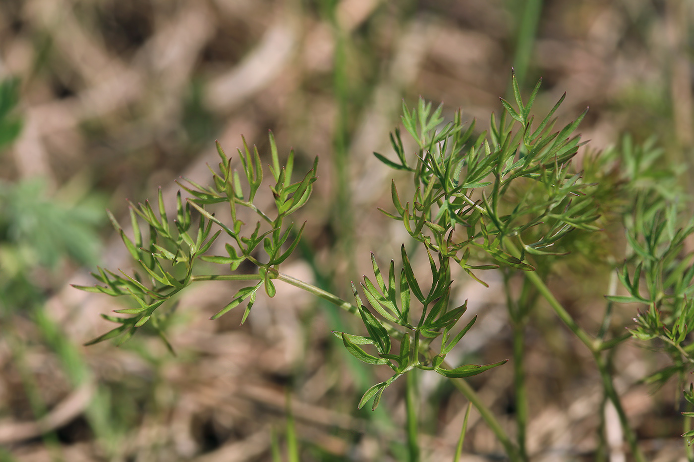 Image of Cenolophium fischeri specimen.