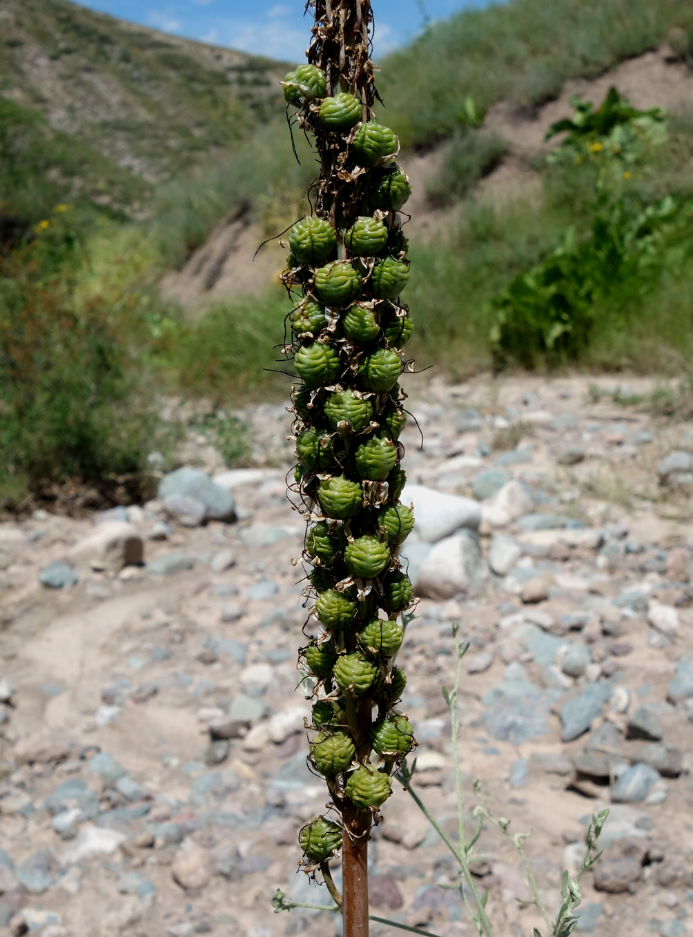 Изображение особи Eremurus cristatus.