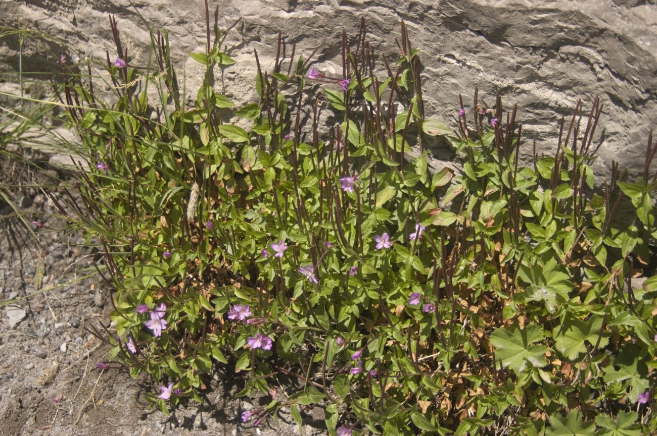 Изображение особи Epilobium algidum.