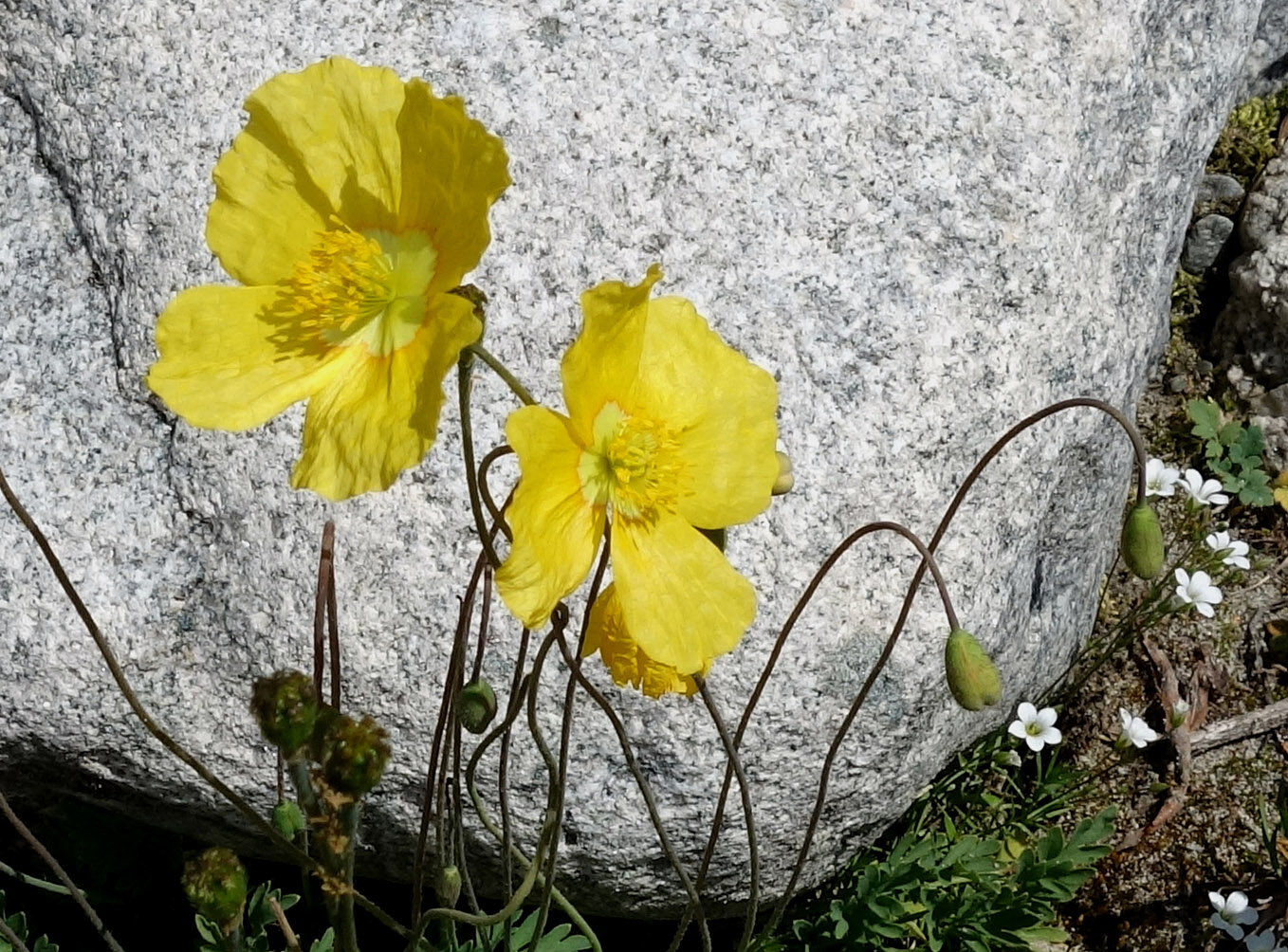 Image of Papaver croceum specimen.