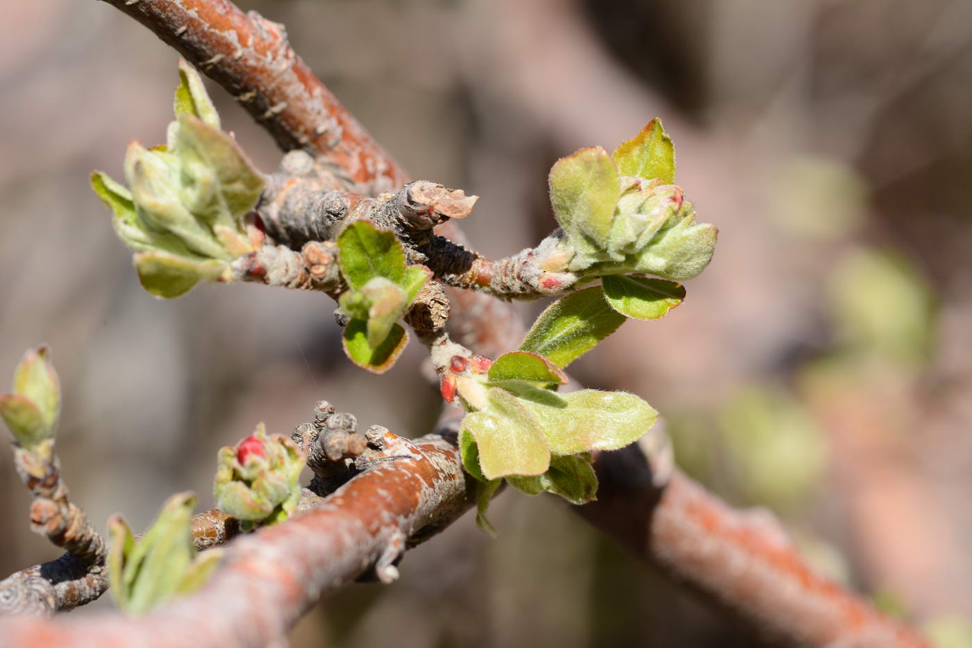 Image of Malus sieversii specimen.