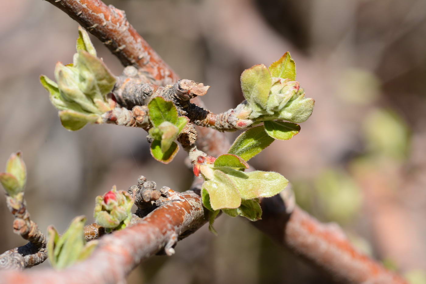 Изображение особи Malus sieversii.