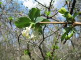 Lonicera tianschanica. Ветвь с соцветиями. Казахстан, хр. Сырдарьинский Каратау, ущ. Беркара, ясеневый тугай, ≈ 750 м н.у.м. 4 апреля 2020 г.