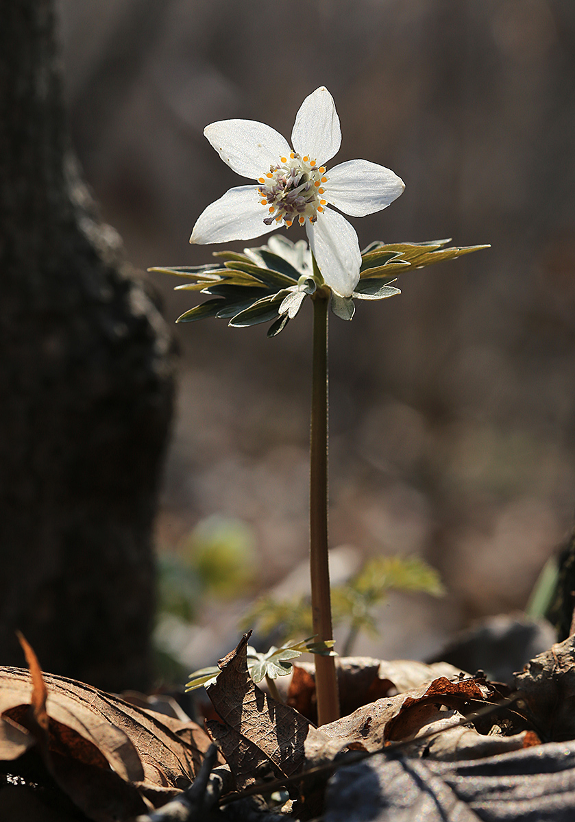 Image of Eranthis stellata specimen.