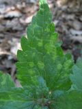 Lamium maculatum