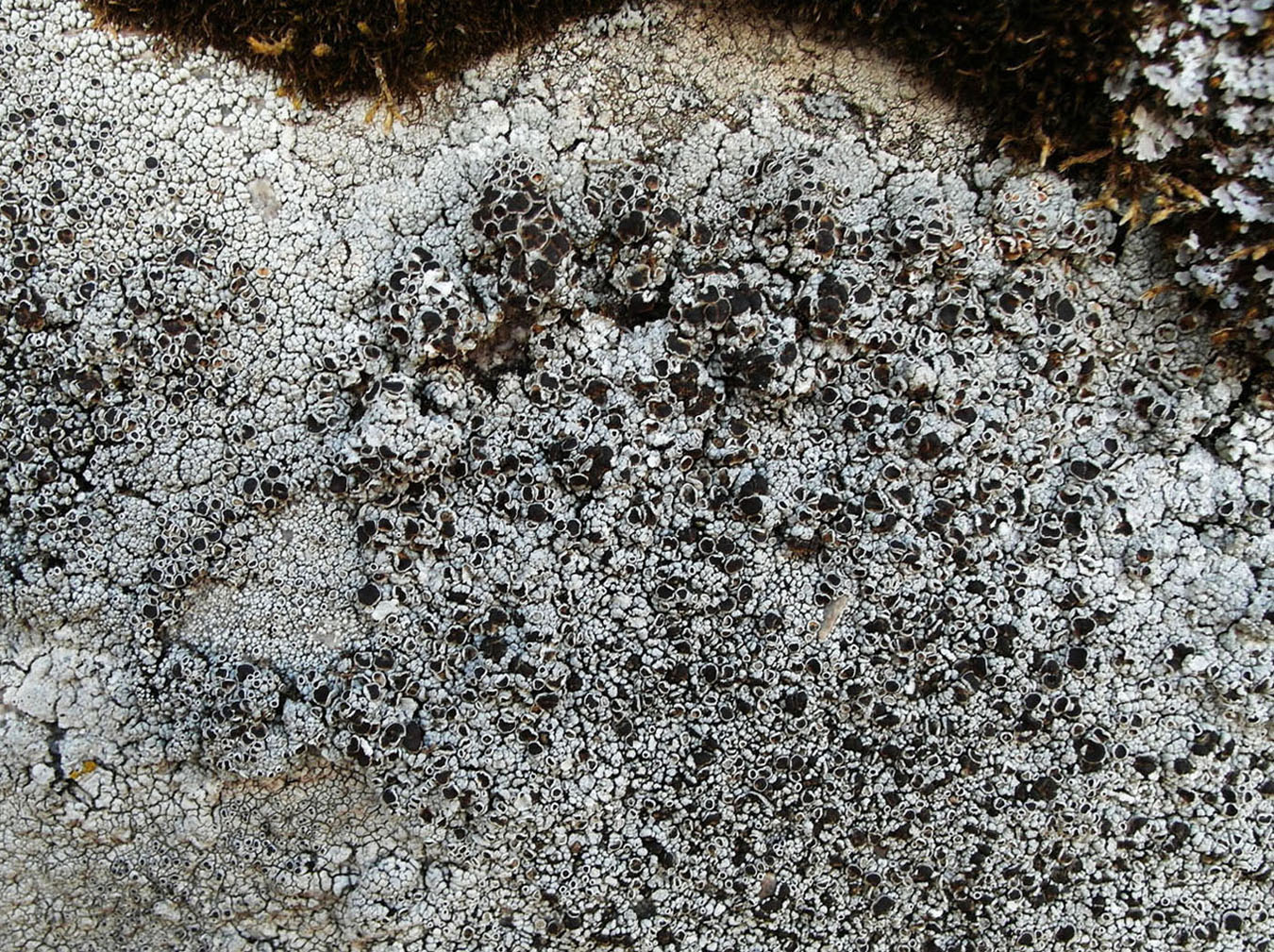 Изображение особи Lecanora argopholis.