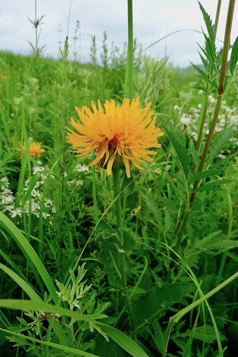 Изображение особи Trommsdorffia ciliata.