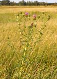 Cirsium serrulatum