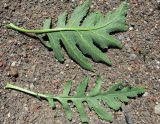 Crambe orientalis