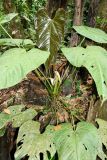 Anthurium formosum