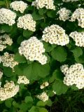 Spiraea betulifolia. Соцветия и листья ('Tor'). Санкт-Петербург, Приморский р-н, окр. пересечения просп. Испытателей и Гаккелевской ул., в культуре. 19.06.2020.