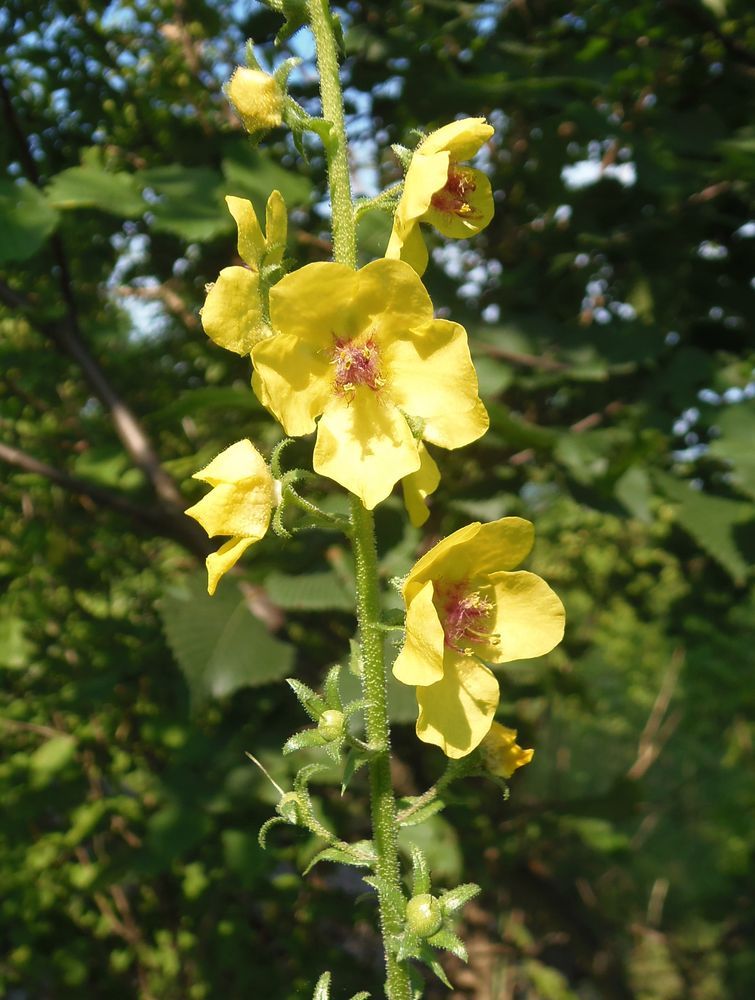 Image of Verbascum blattaria specimen.