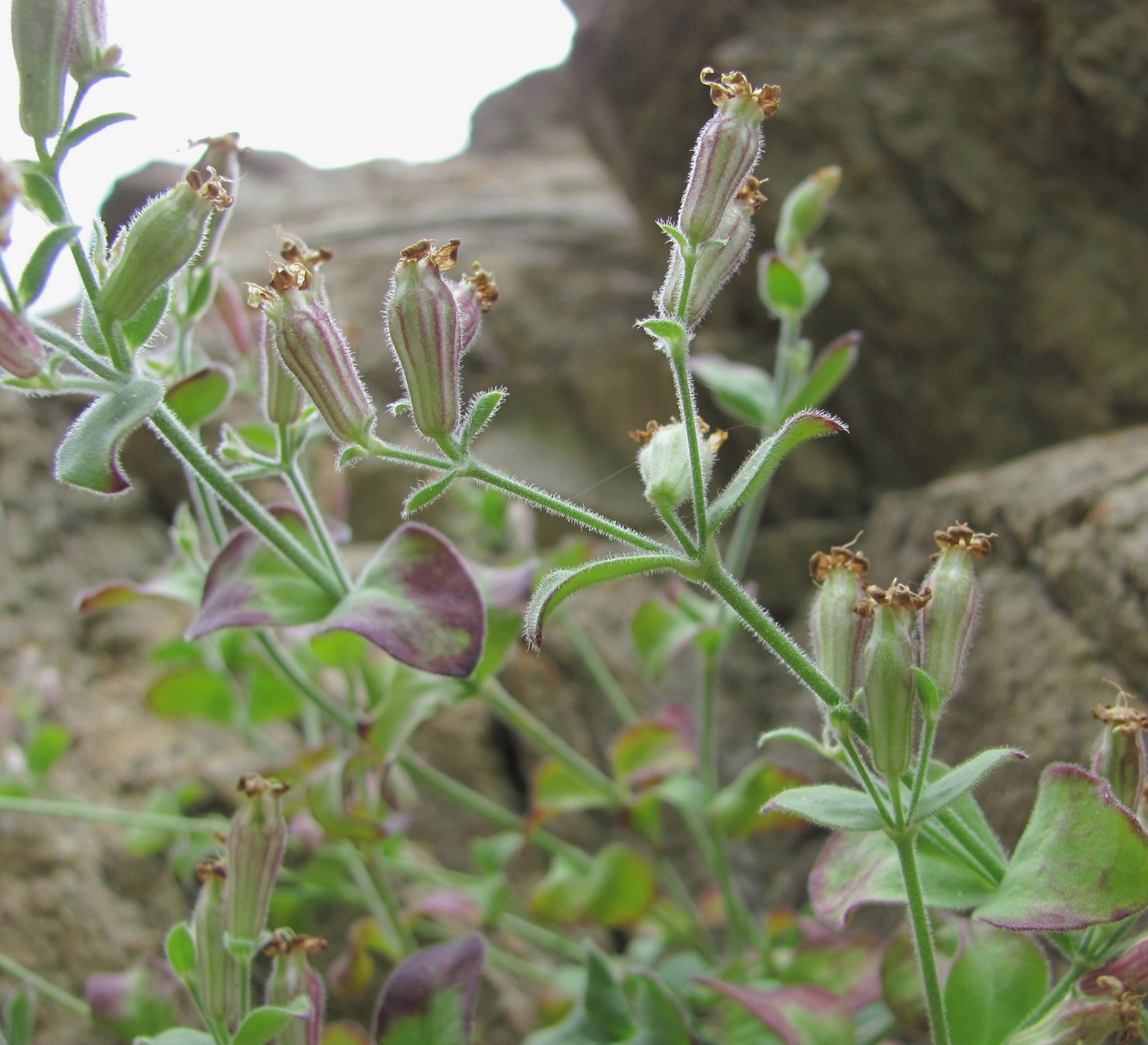 Image of Silene pygmaea specimen.