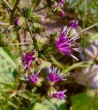 Cousinia umbrosa