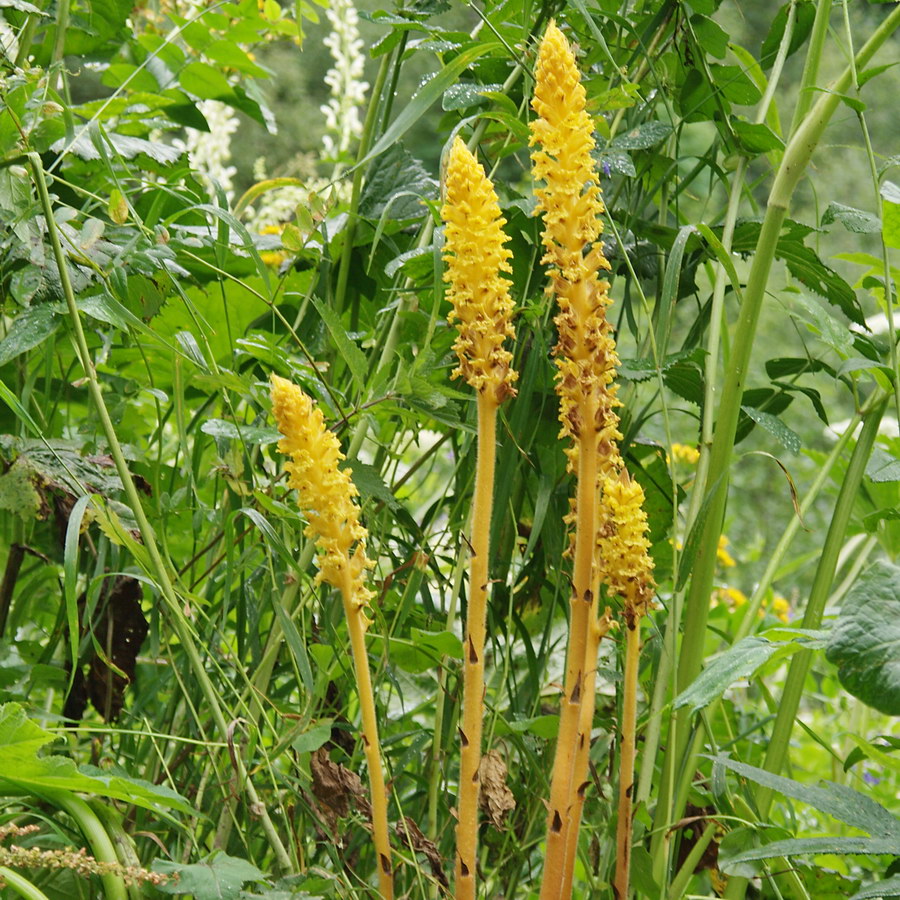 Image of Orobanche ingens specimen.