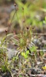 Juncus triglumis