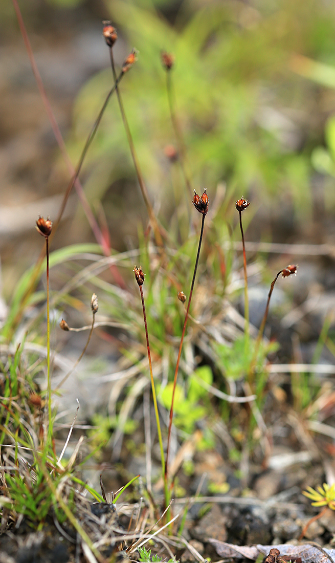 Изображение особи Juncus triglumis.