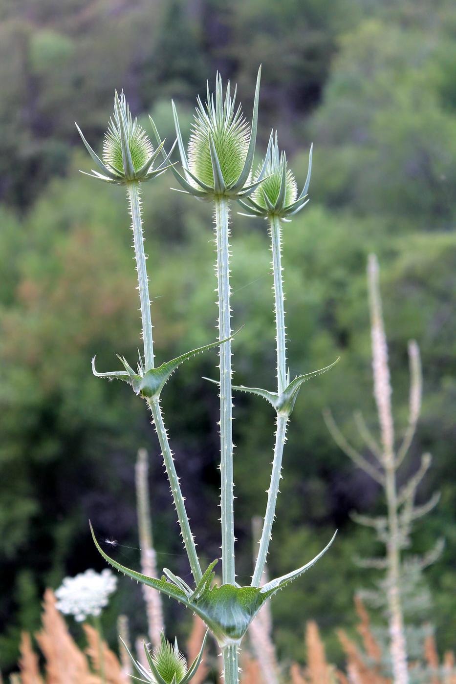 Изображение особи Dipsacus laciniatus.