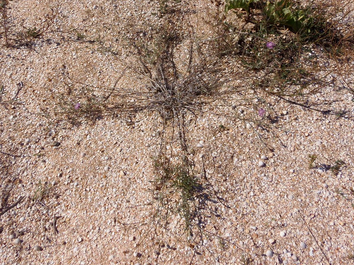 Image of Centaurea odessana specimen.