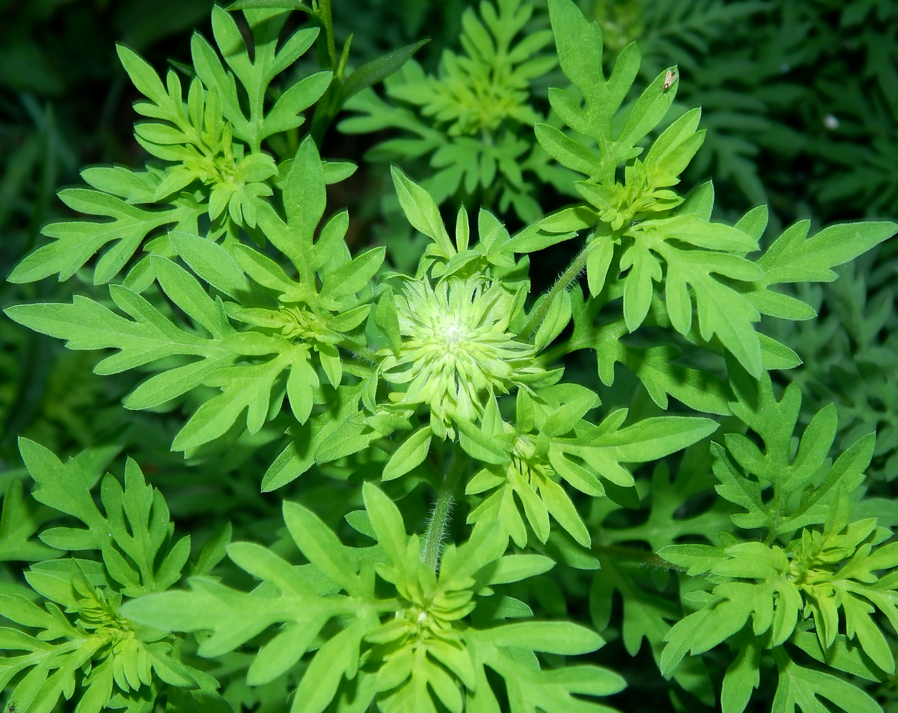 Image of Ambrosia artemisiifolia specimen.