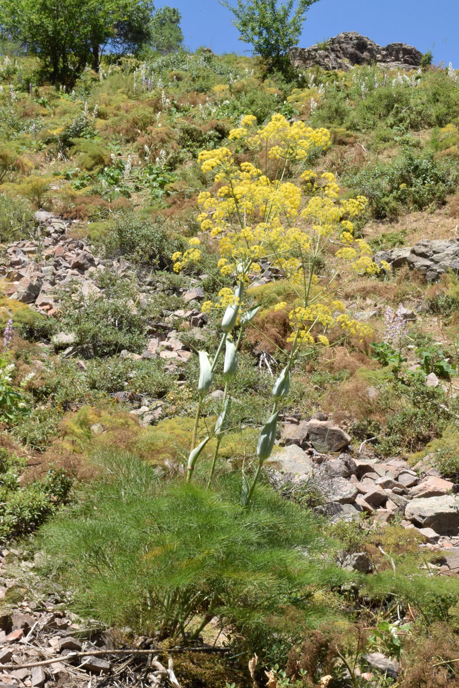 Image of Ferula ugamica specimen.