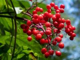 Sambucus racemosa. Соплодие. Тверская обл., Кимрский р-н, окр. дер. Воронцово, возле тропы в смешаном лесу. 25.07.2020.