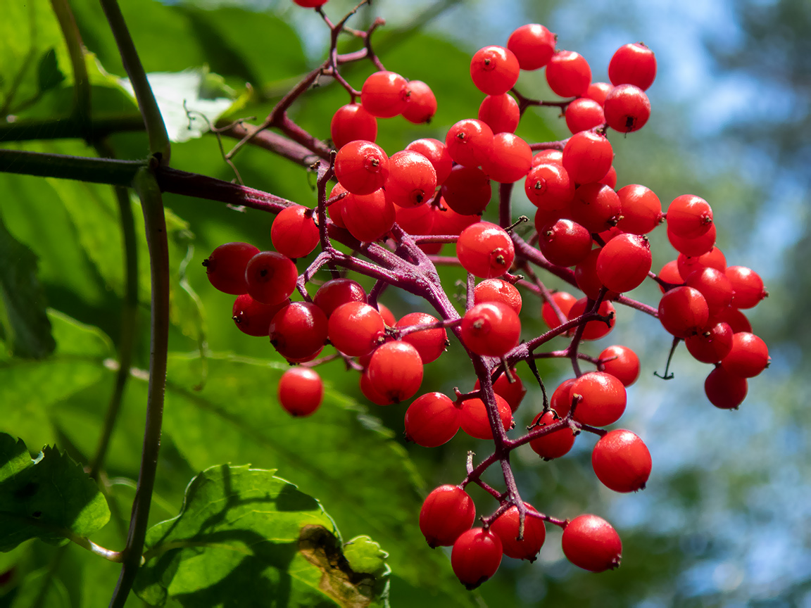 Изображение особи Sambucus racemosa.