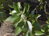 Myoporum laetum