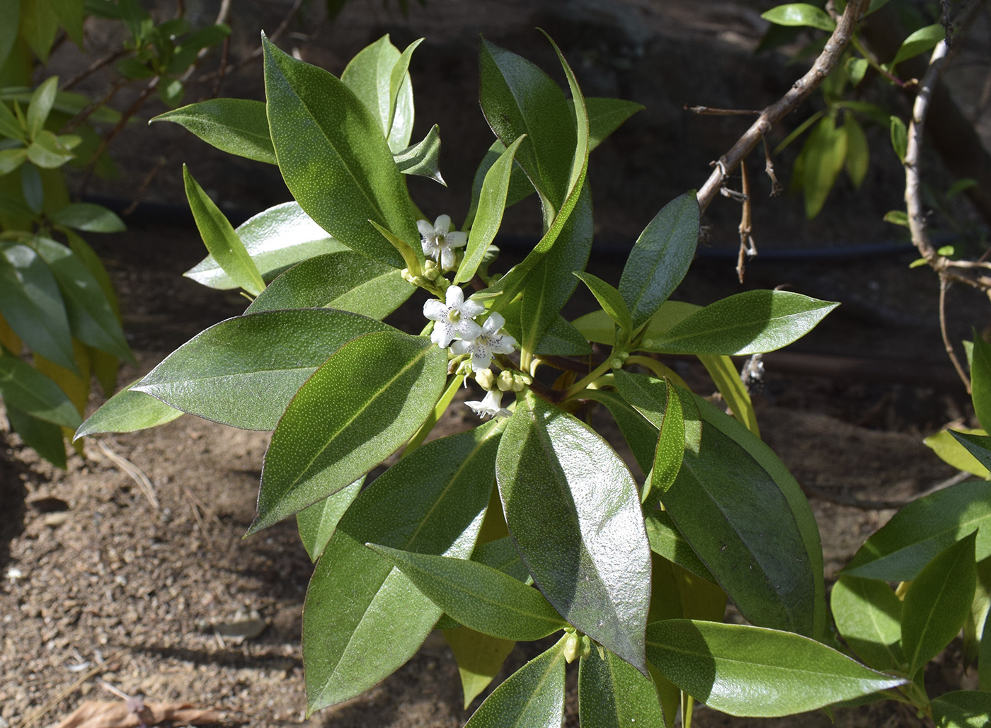 Image of Myoporum laetum specimen.