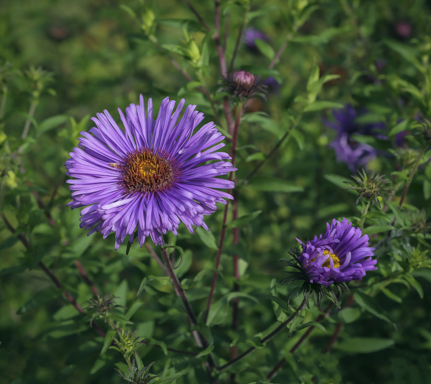 Изображение особи Symphyotrichum novae-angliae.