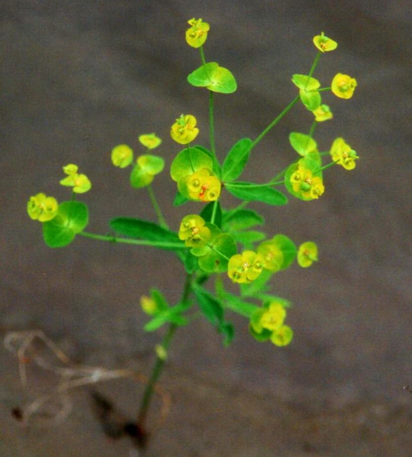 Image of Euphorbia bagyrensis specimen.