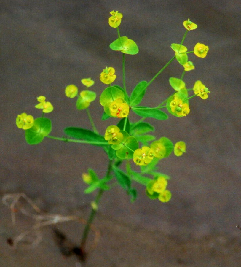 Изображение особи Euphorbia bagyrensis.