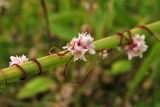 Cuscuta epithymum