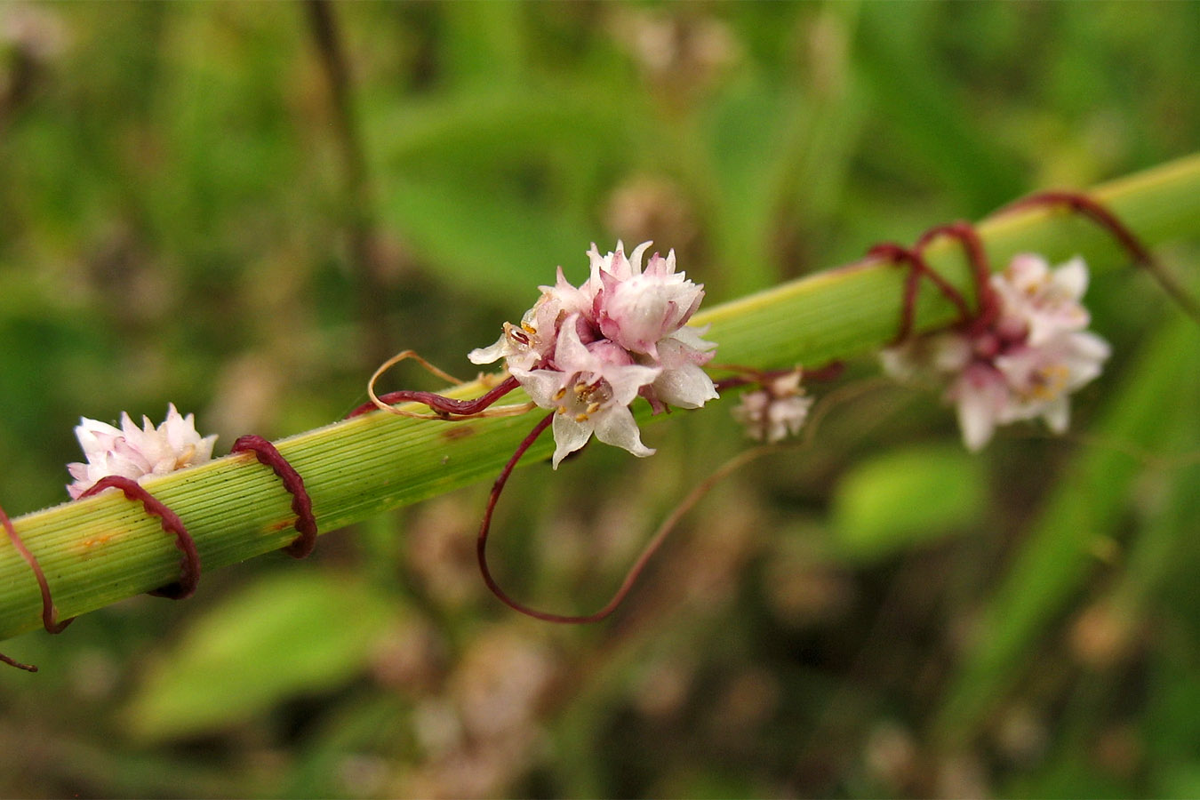 Изображение особи Cuscuta epithymum.