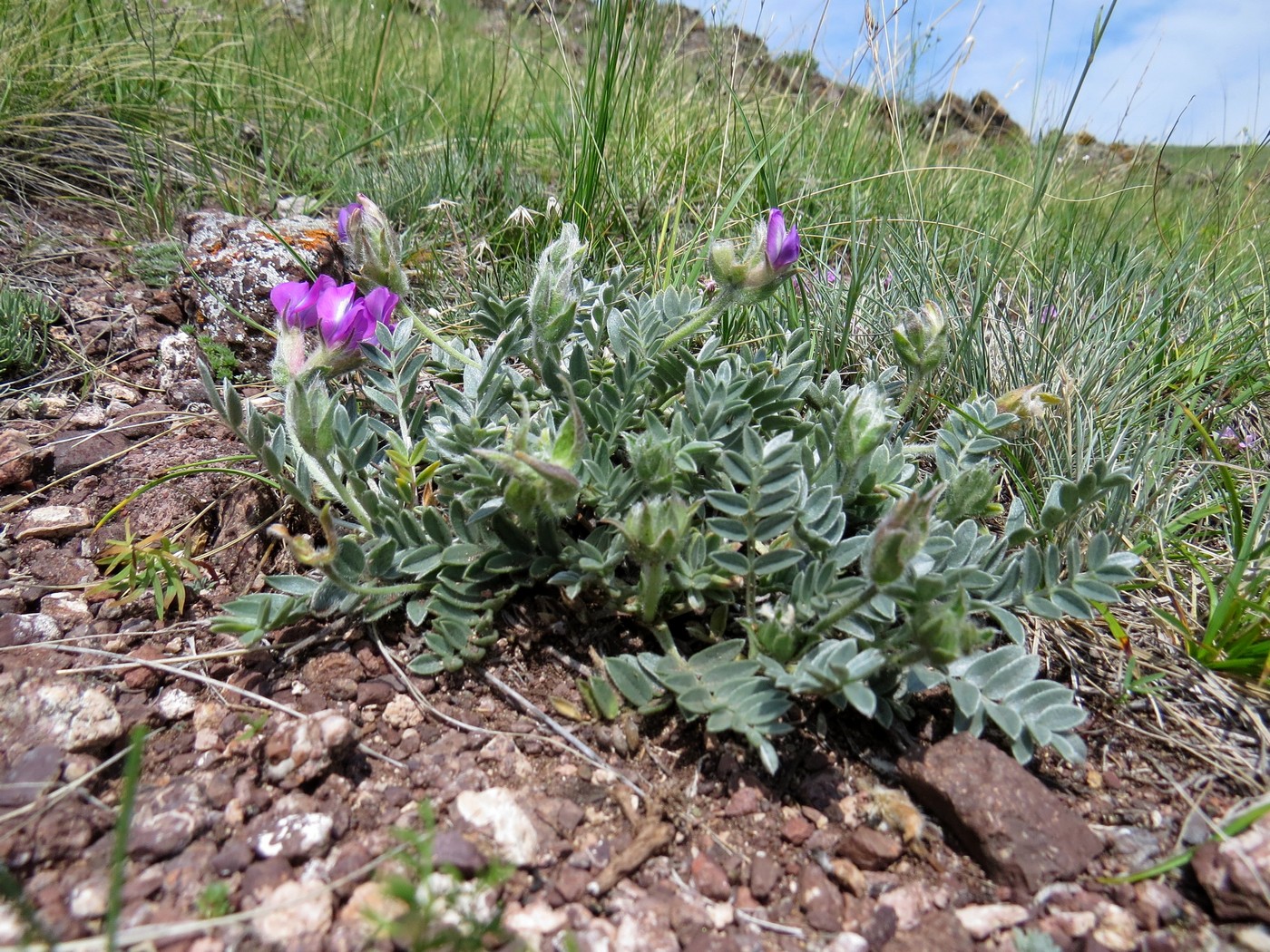 Image of Oxytropis bracteata specimen.