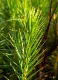 Polytrichum commune