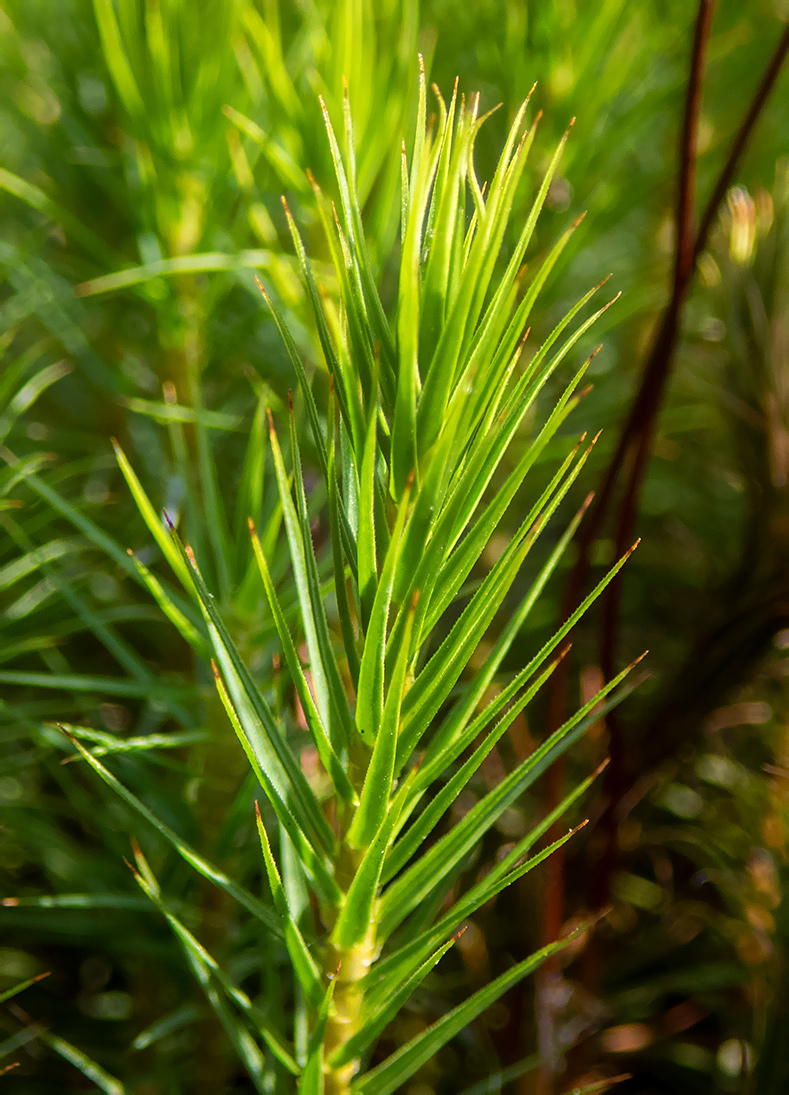 Изображение особи Polytrichum commune.