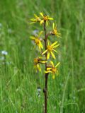 Ligularia sibirica