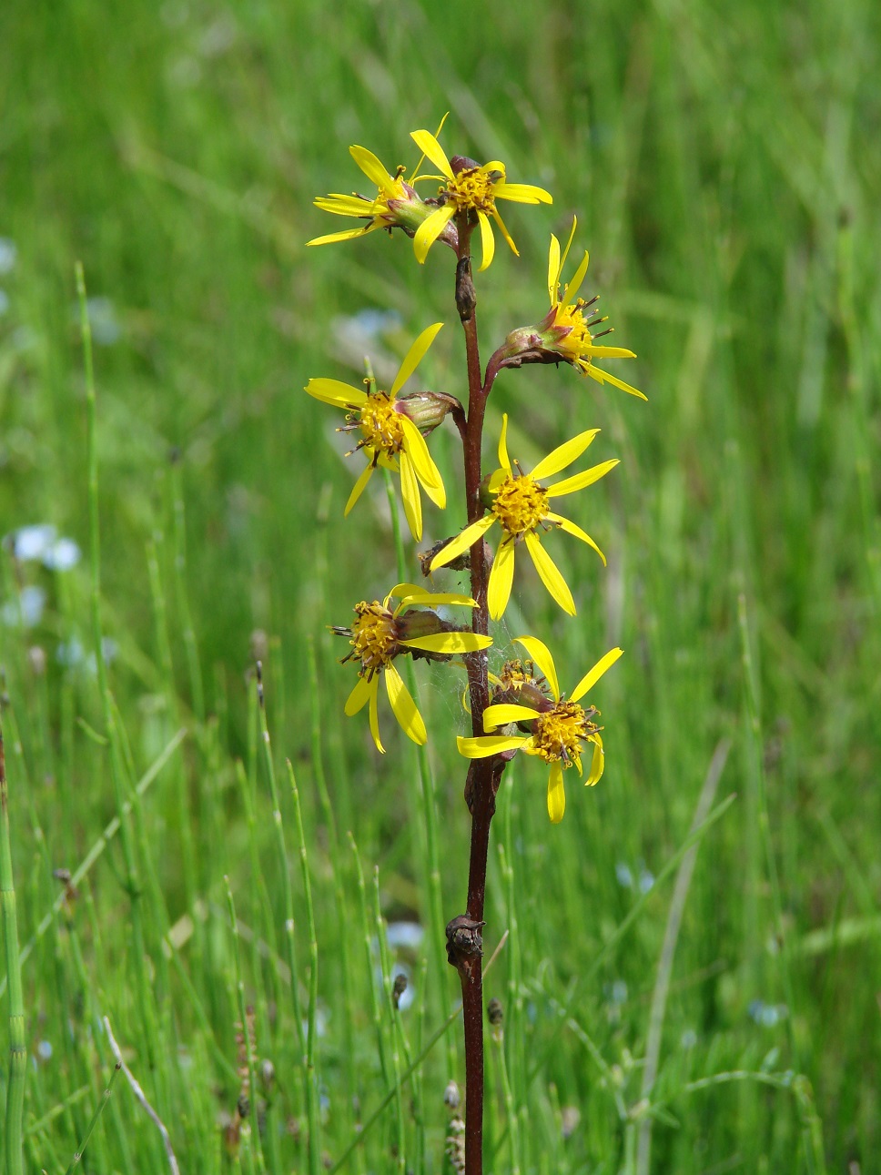 Image of Ligularia sibirica specimen.