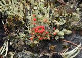 Cladonia bellidiflora