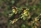 Luzula sylvatica