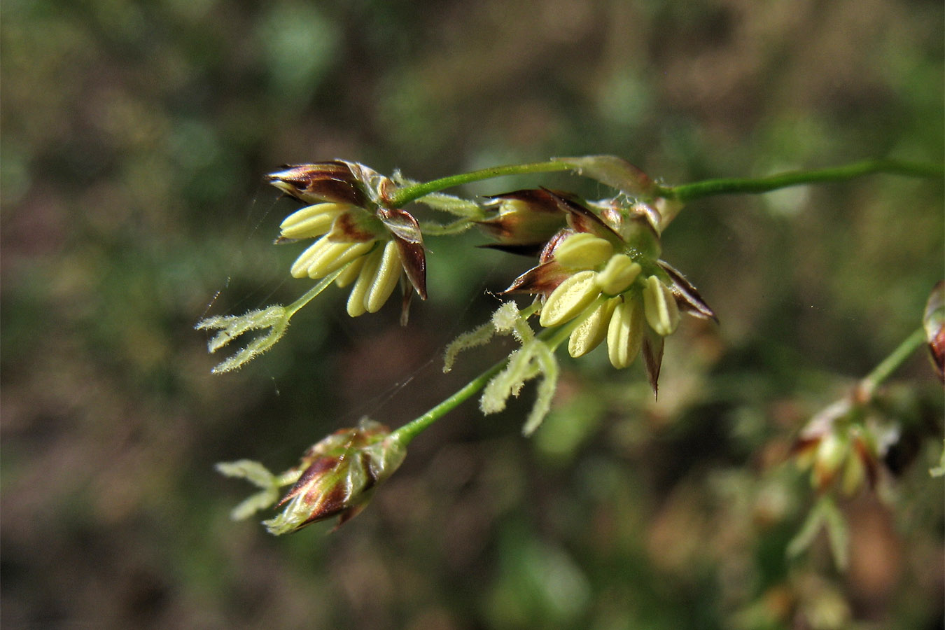 Image of Luzula sylvatica specimen.